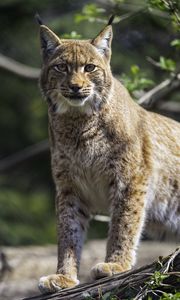 Preview wallpaper lynx, pose, wildlife, predator