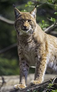 Preview wallpaper lynx, pose, wildlife, predator