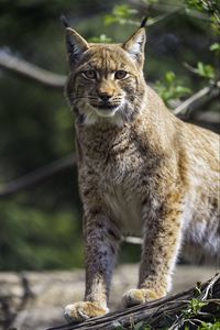 Preview wallpaper lynx, pose, wildlife, predator