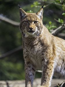 Preview wallpaper lynx, pose, wildlife, predator