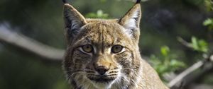 Preview wallpaper lynx, pose, wildlife, predator