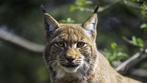Preview wallpaper lynx, pose, wildlife, predator
