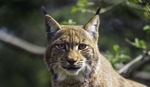 Preview wallpaper lynx, pose, wildlife, predator