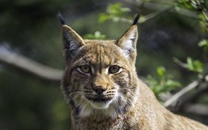 Preview wallpaper lynx, pose, wildlife, predator