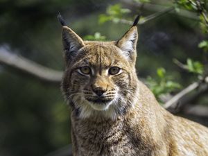 Preview wallpaper lynx, pose, wildlife, predator