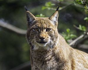 Preview wallpaper lynx, pose, wildlife, predator