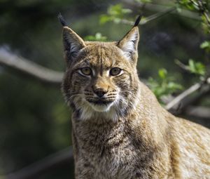 Preview wallpaper lynx, pose, wildlife, predator