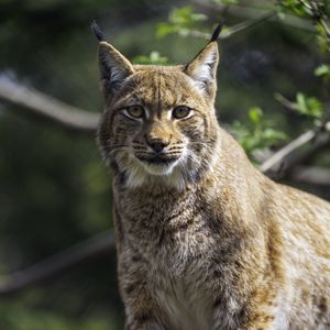 Preview wallpaper lynx, pose, wildlife, predator