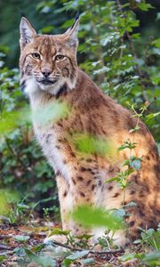 Preview wallpaper lynx, pose, wildlife, predator, leaves