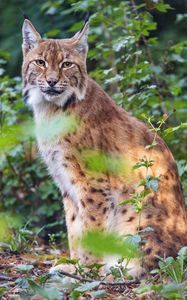 Preview wallpaper lynx, pose, wildlife, predator, leaves