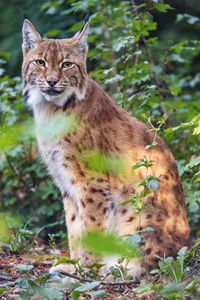 Preview wallpaper lynx, pose, wildlife, predator, leaves