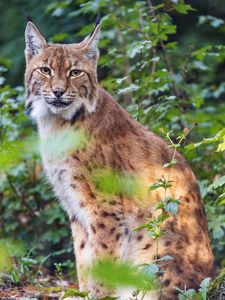 Preview wallpaper lynx, pose, wildlife, predator, leaves