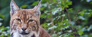 Preview wallpaper lynx, pose, wildlife, predator, leaves