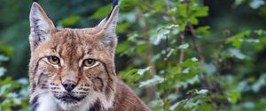 Preview wallpaper lynx, pose, wildlife, predator, leaves