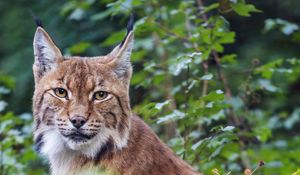 Preview wallpaper lynx, pose, wildlife, predator, leaves