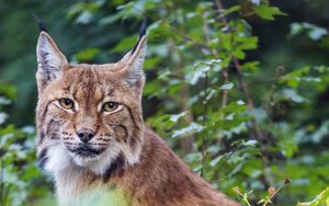 Preview wallpaper lynx, pose, wildlife, predator, leaves