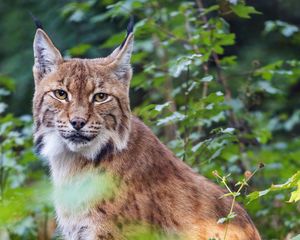 Preview wallpaper lynx, pose, wildlife, predator, leaves