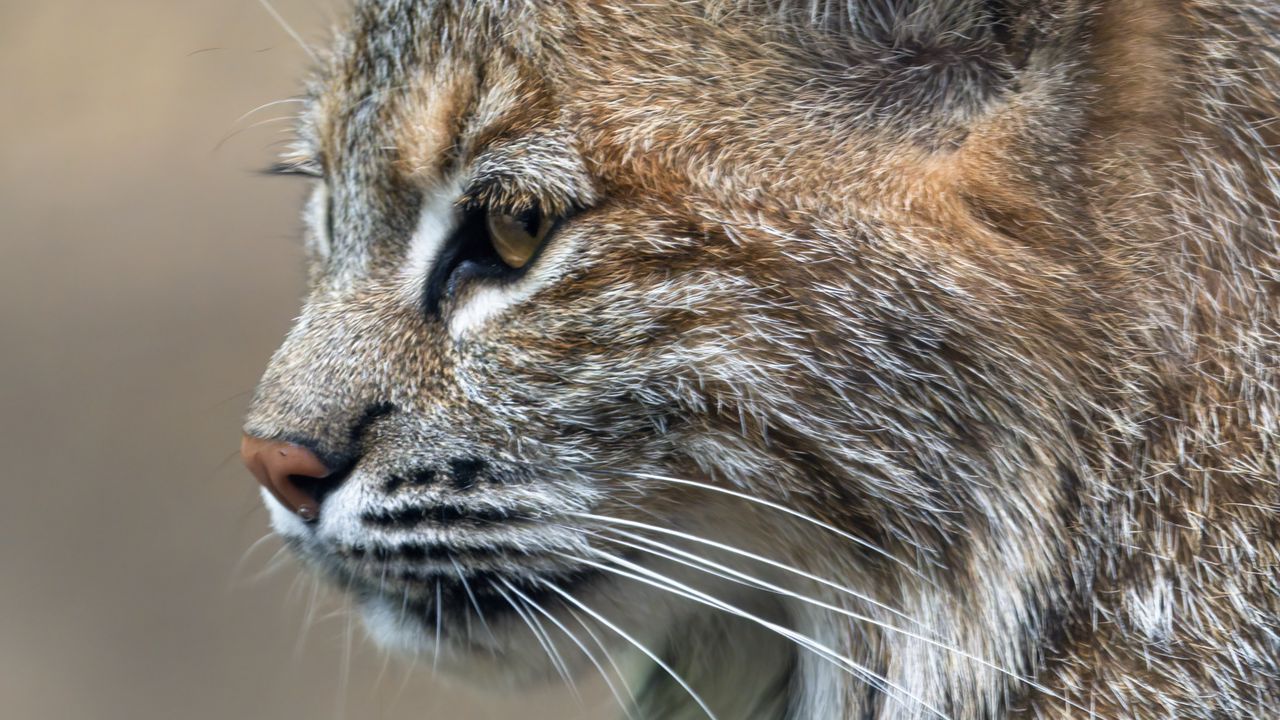 Wallpaper lynx, predator, animal, fur, nature