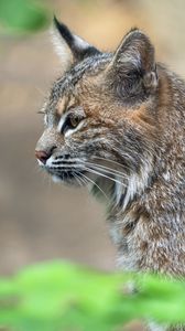 Preview wallpaper lynx, predator, animal, fur, nature