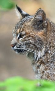 Preview wallpaper lynx, predator, animal, fur, nature