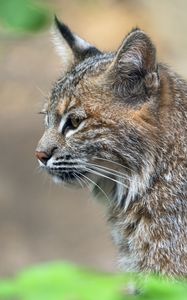 Preview wallpaper lynx, predator, animal, fur, nature