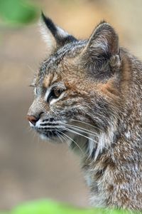 Preview wallpaper lynx, predator, animal, fur, nature