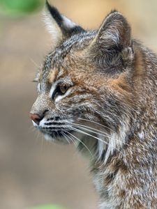 Preview wallpaper lynx, predator, animal, fur, nature