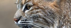Preview wallpaper lynx, predator, animal, fur, nature