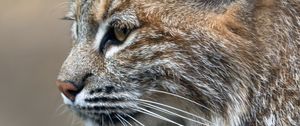 Preview wallpaper lynx, predator, animal, fur, nature