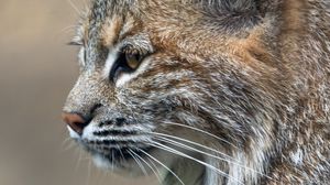 Preview wallpaper lynx, predator, animal, fur, nature