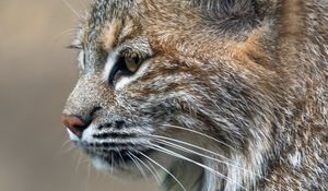 Preview wallpaper lynx, predator, animal, fur, nature