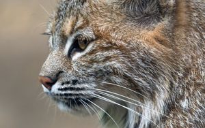 Preview wallpaper lynx, predator, animal, fur, nature