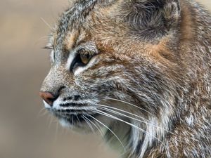 Preview wallpaper lynx, predator, animal, fur, nature