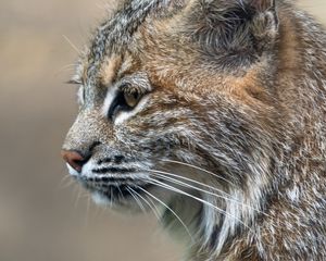 Preview wallpaper lynx, predator, animal, fur, nature