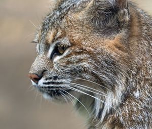 Preview wallpaper lynx, predator, animal, fur, nature