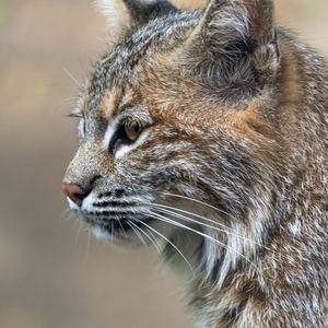 Preview wallpaper lynx, predator, animal, fur, nature