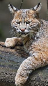 Preview wallpaper lynx, predator, animal, fur, forest, nature