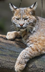 Preview wallpaper lynx, predator, animal, fur, forest, nature