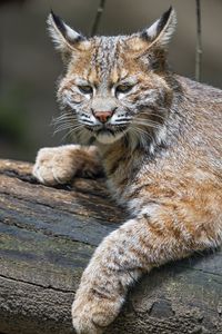 Preview wallpaper lynx, predator, animal, fur, forest, nature