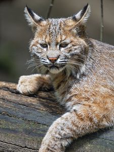 Preview wallpaper lynx, predator, animal, fur, forest, nature