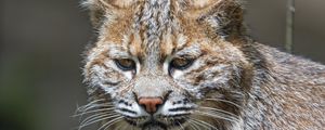 Preview wallpaper lynx, predator, animal, fur, forest, nature