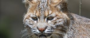 Preview wallpaper lynx, predator, animal, fur, forest, nature