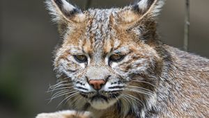 Preview wallpaper lynx, predator, animal, fur, forest, nature