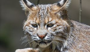 Preview wallpaper lynx, predator, animal, fur, forest, nature