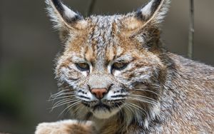Preview wallpaper lynx, predator, animal, fur, forest, nature
