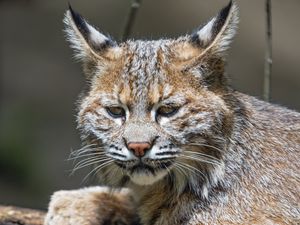 Preview wallpaper lynx, predator, animal, fur, forest, nature