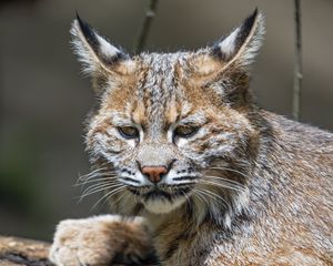 Preview wallpaper lynx, predator, animal, fur, forest, nature