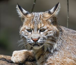 Preview wallpaper lynx, predator, animal, fur, forest, nature