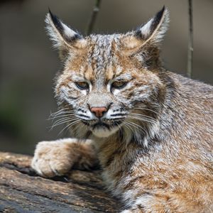 Preview wallpaper lynx, predator, animal, fur, forest, nature