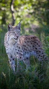 Preview wallpaper lynx, predator, animal, grass